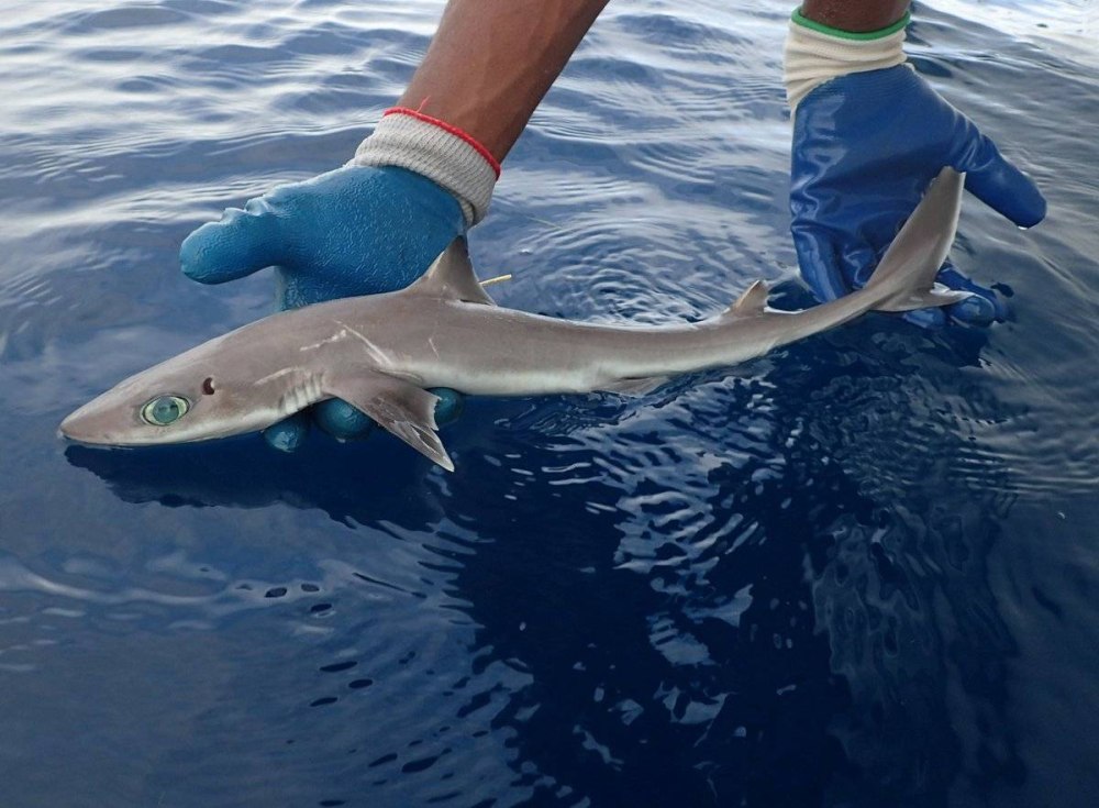 Акула Squalus clarkae