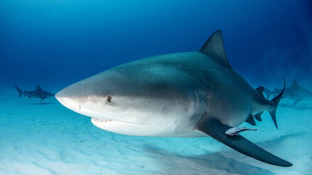 Sharks