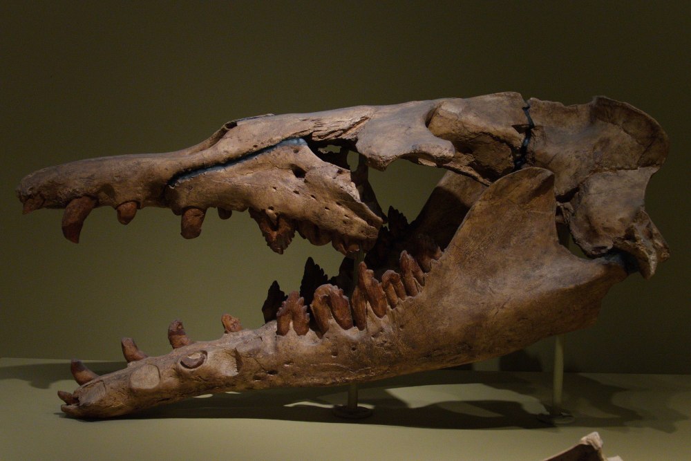 Древний кит Basilosaurus Isis