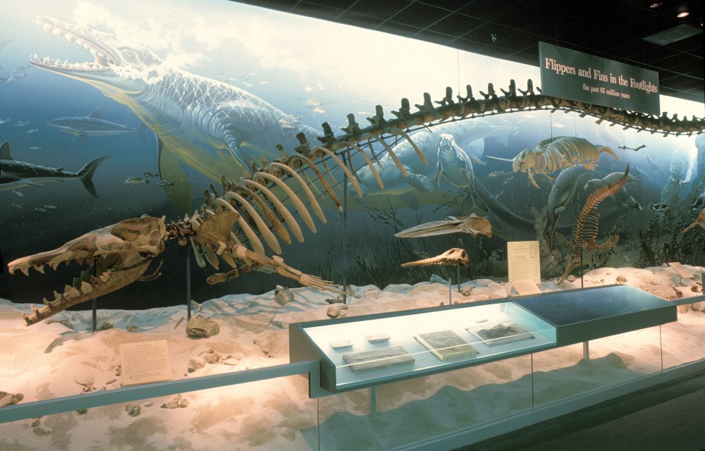 Basilosaurus cetoides