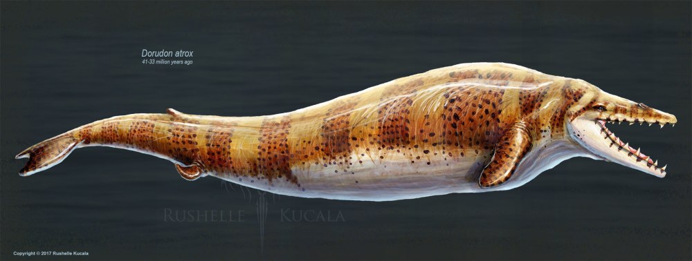 Dorudon Atrox