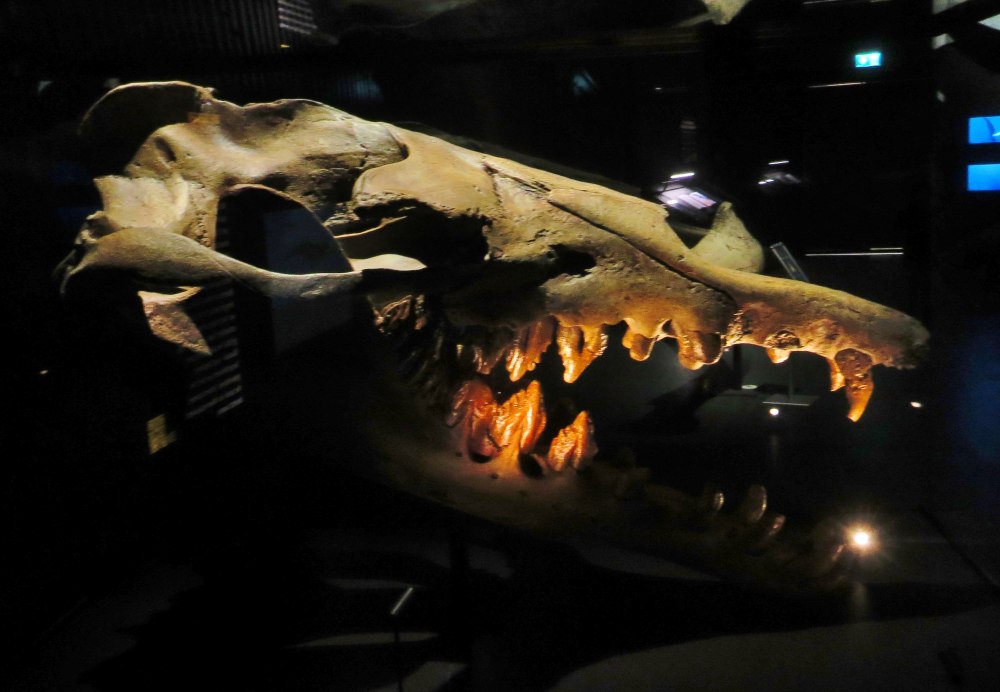 Древний кит Basilosaurus Isis