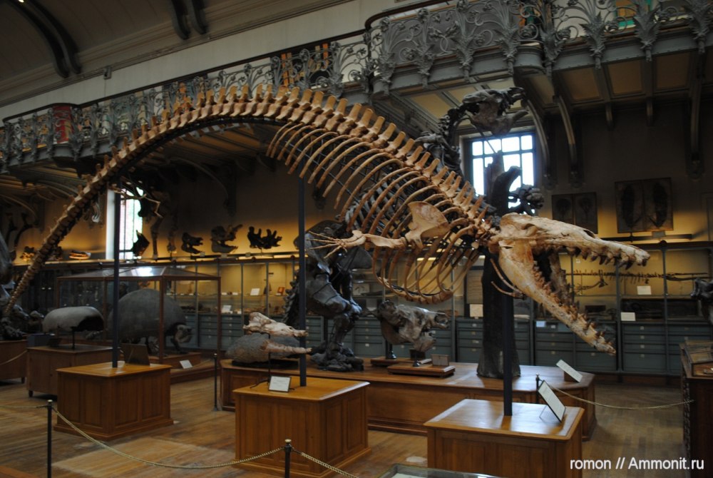 Basilosaurus в музее