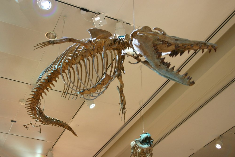 Dorudon Atrox