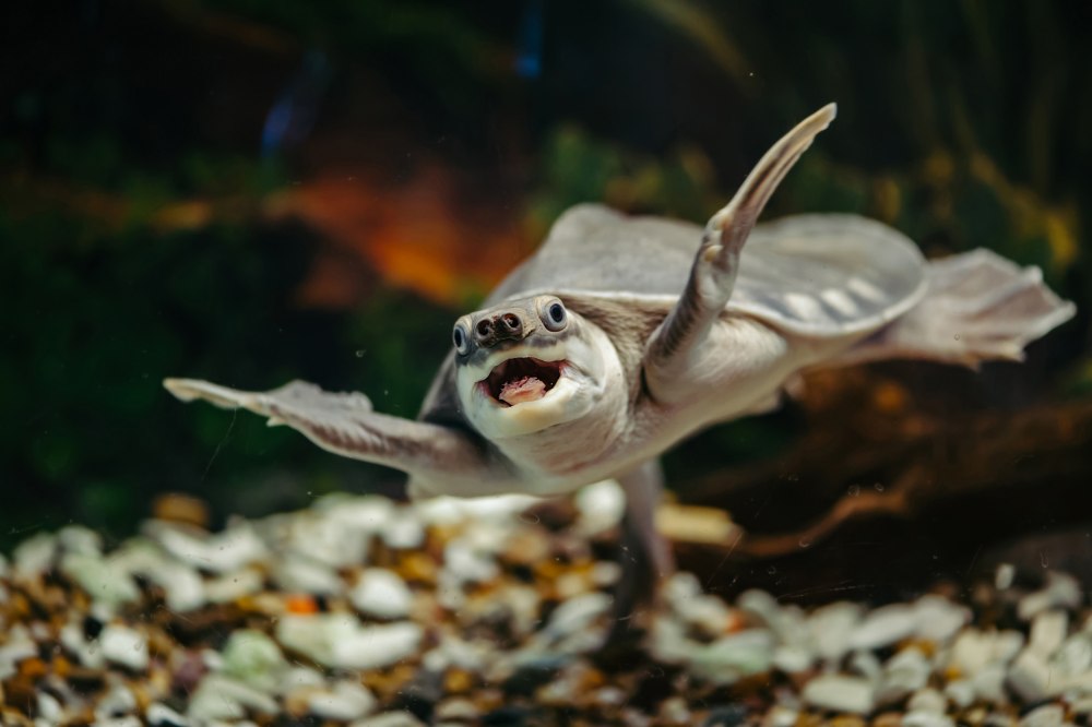 Pig Nosed Turtle
