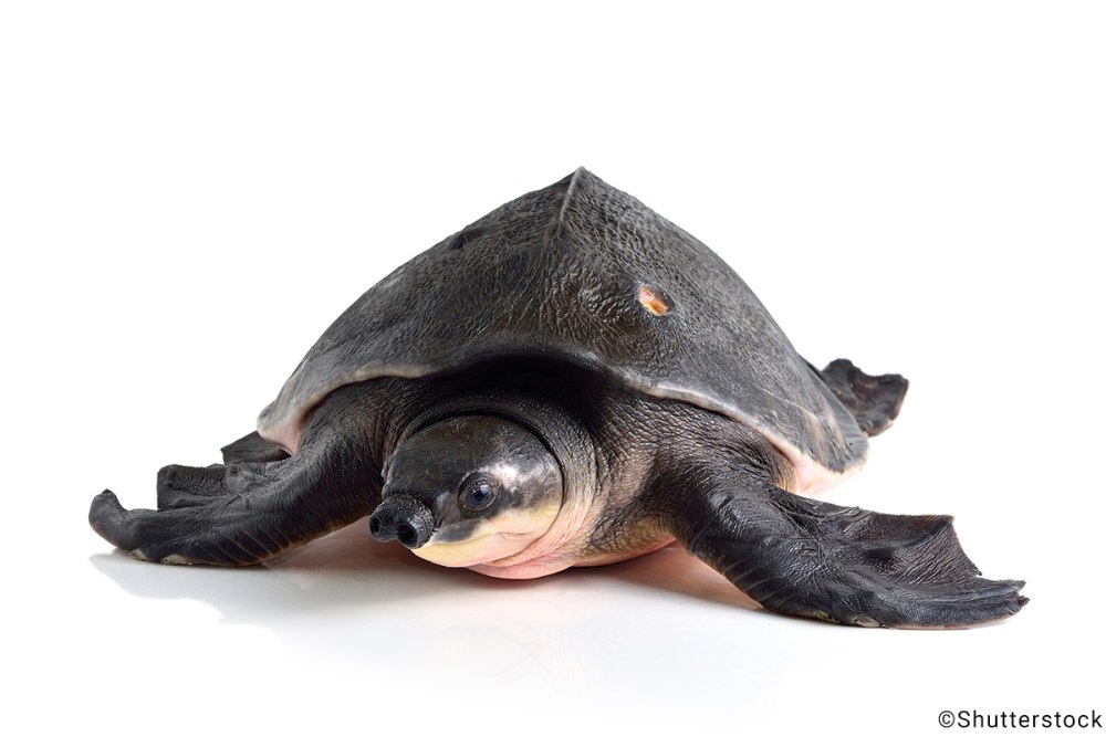 Carettochelys insculpta (двухкоготная, свинорылая черепаха)