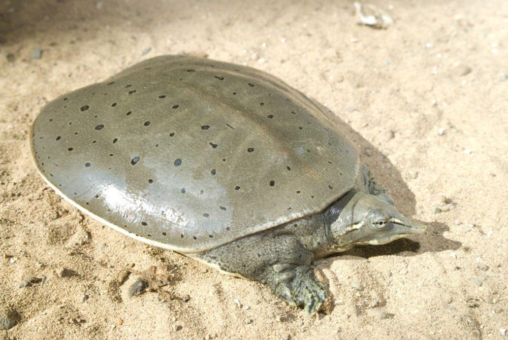 Дальневосточная черепаха Trionyx sinensis