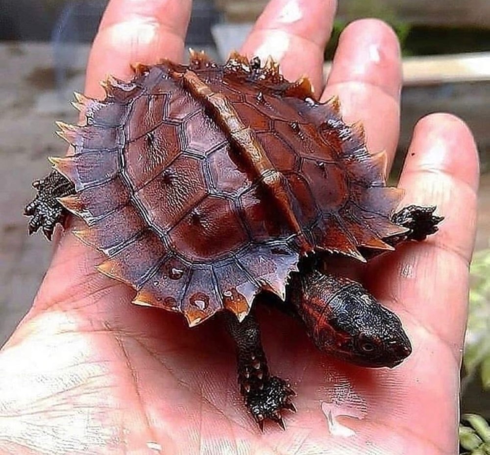 Колючая черепаха Heosemys spinosa