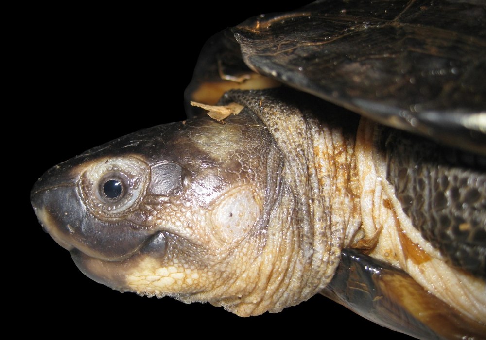 Siebenrockiella crassicollis
