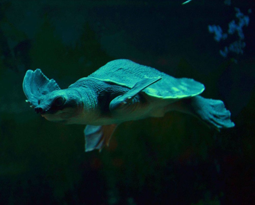 Carettochelys insculpta (двухкоготная, свинорылая черепаха)