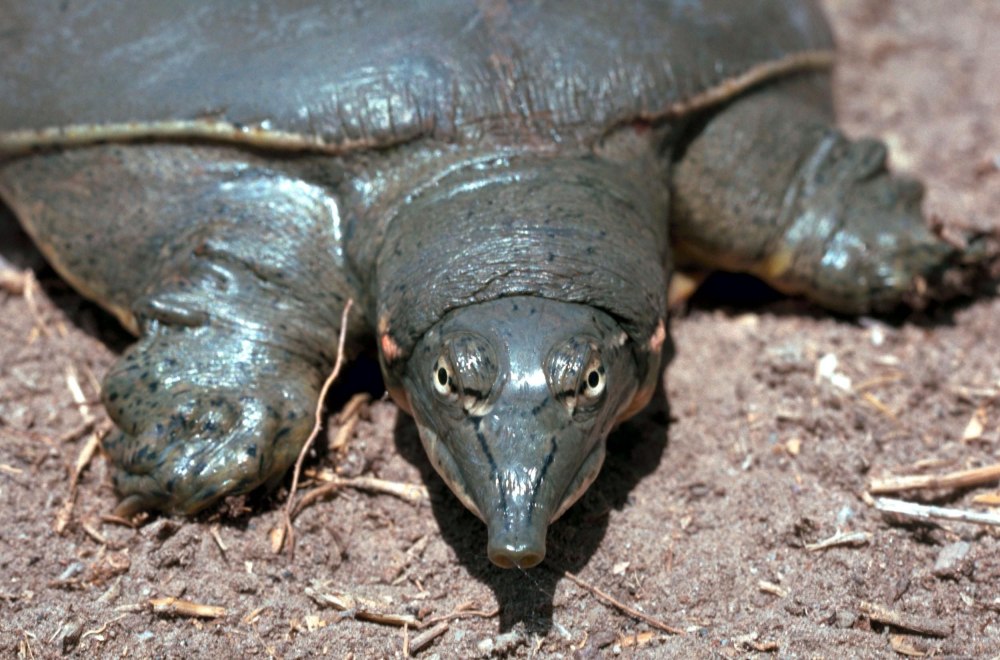 Pelochelys bibroni