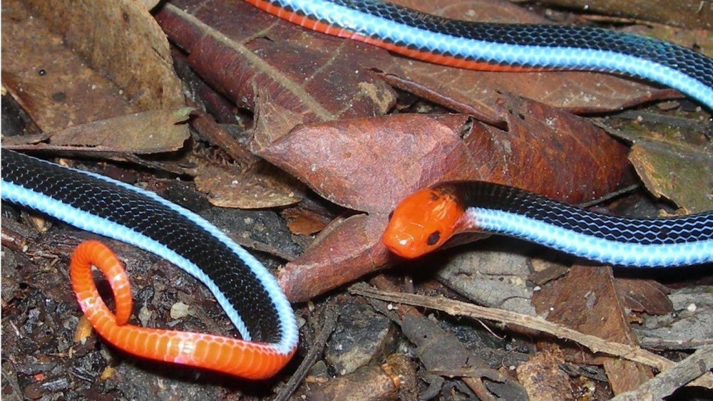 Calliophis bivirgata