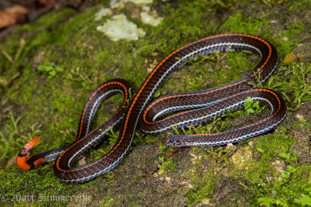 Calliophis bivirgatus