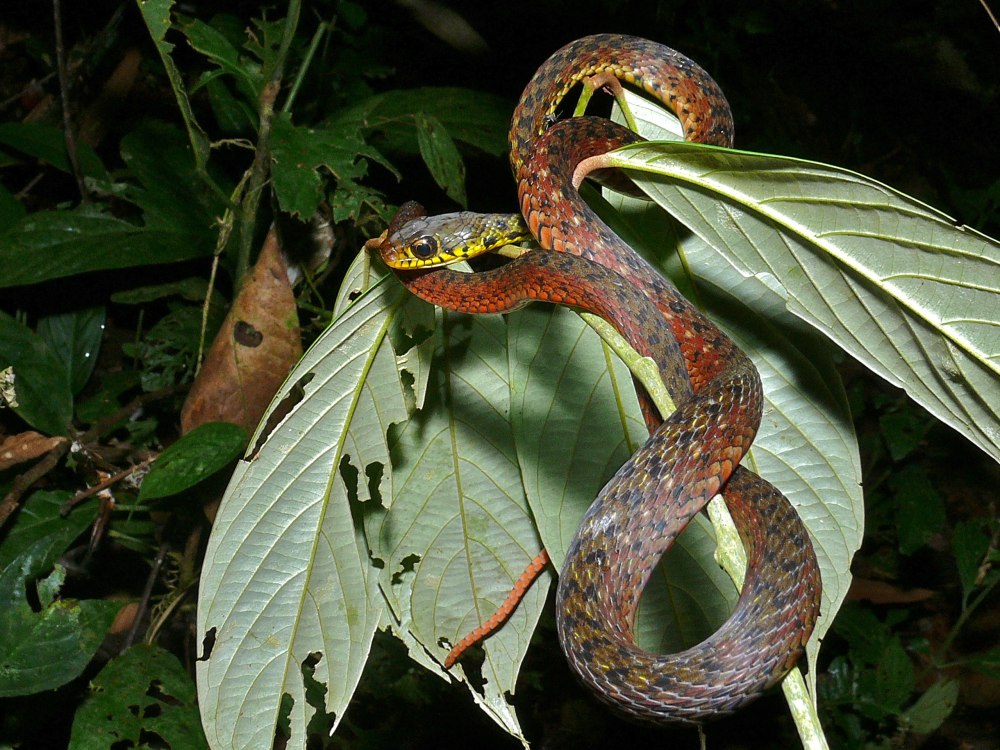 Rhabdophis Chrysargos