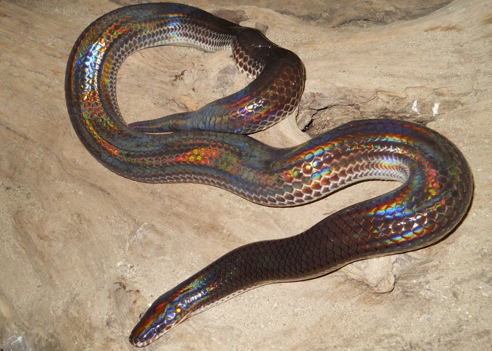 Xenopeltis Unicolor