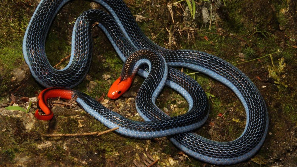 Maticora bivirgata