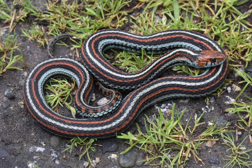 Thamnophis sirtalis