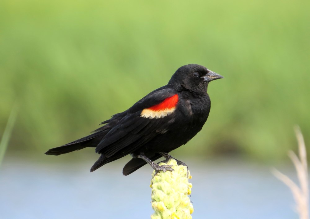 Red Winged Blackbird