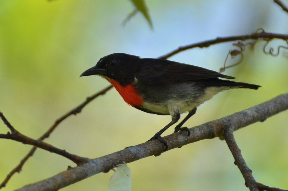 Spectacled Flowerpecker