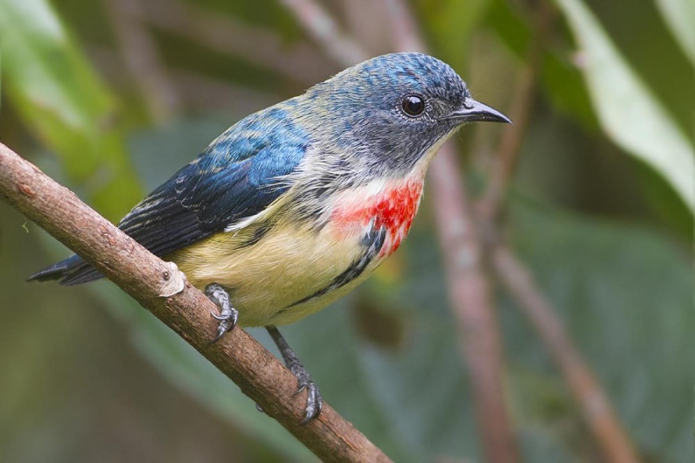 Fire-breasted Flowerpecker