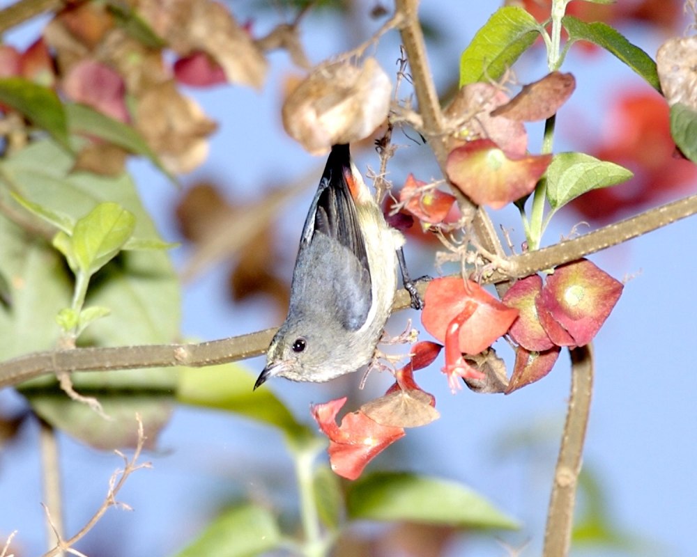 Dicaeum maugei