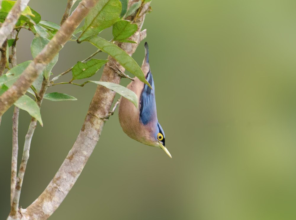 Spectacled Flowerpecker