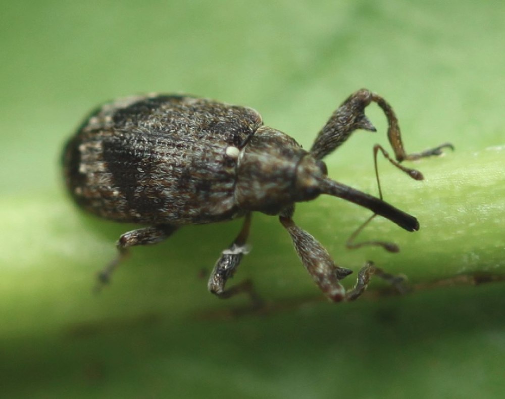 Anthonomus Grandis