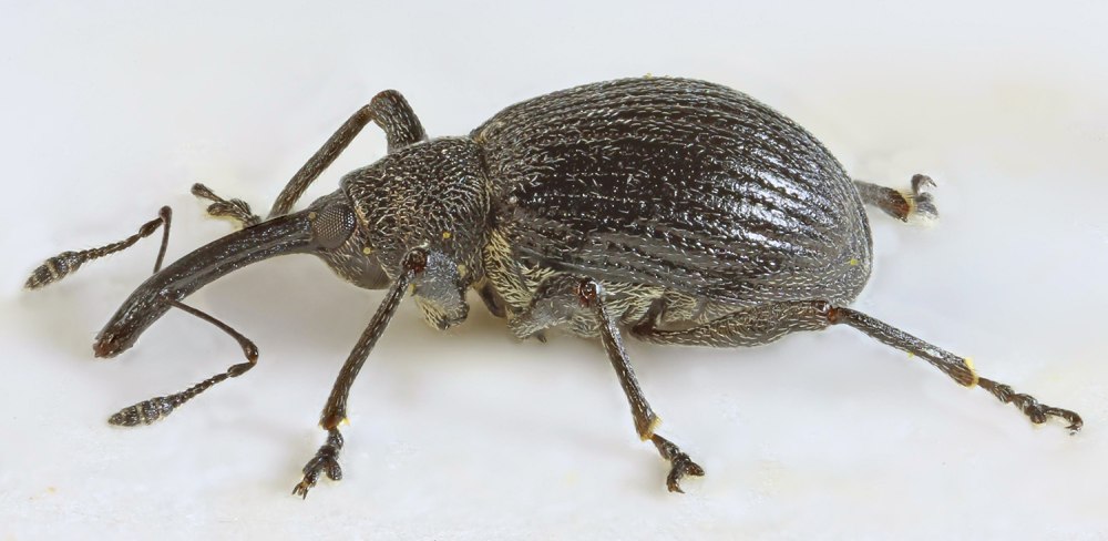 Anthonomus Rubi депрессия