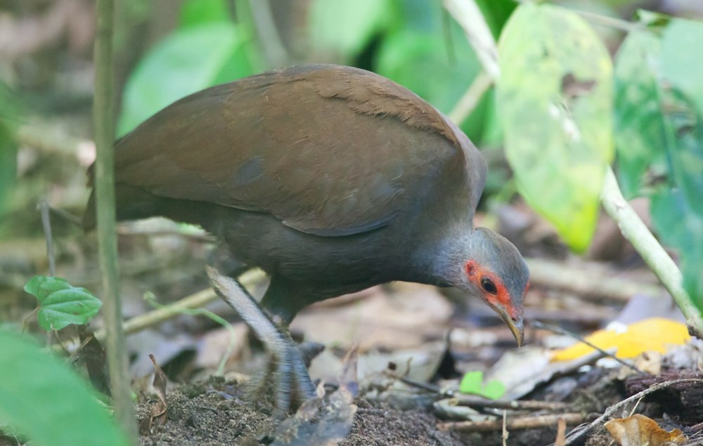Megapodius nicobariensis
