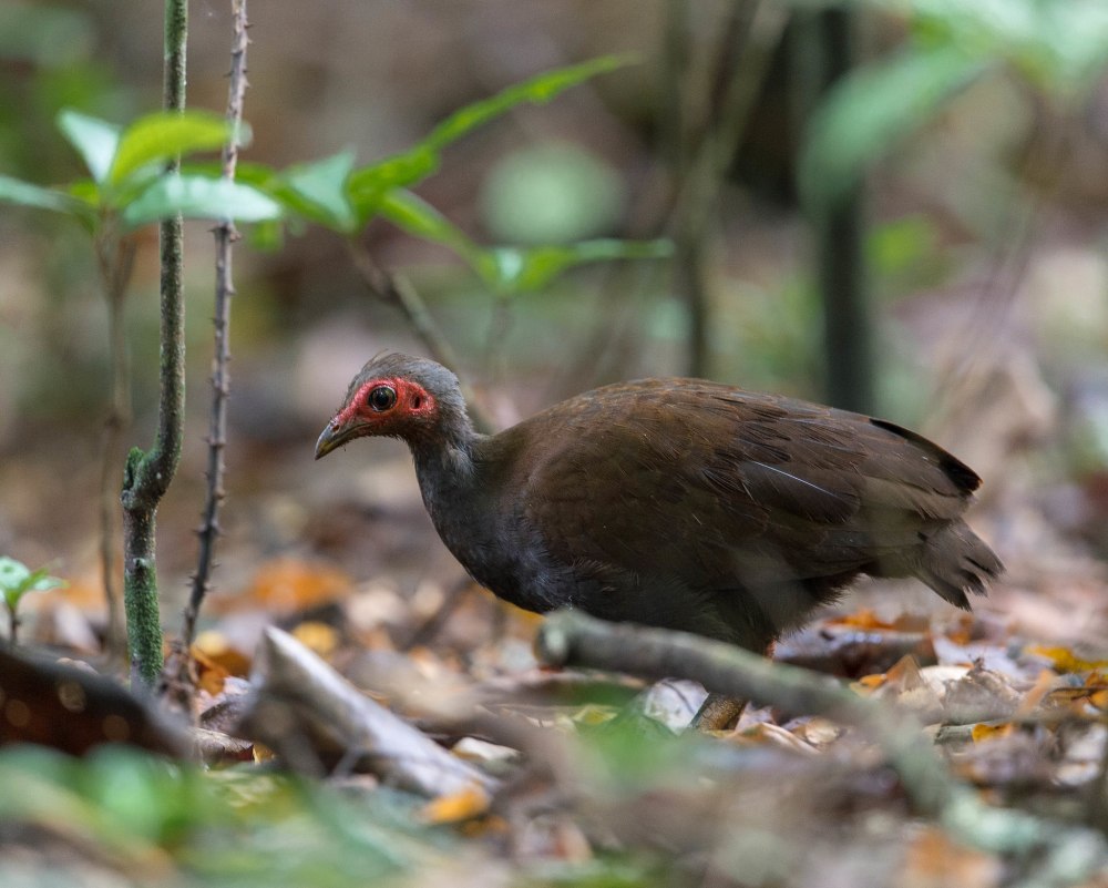 Megapodius nicobariensis