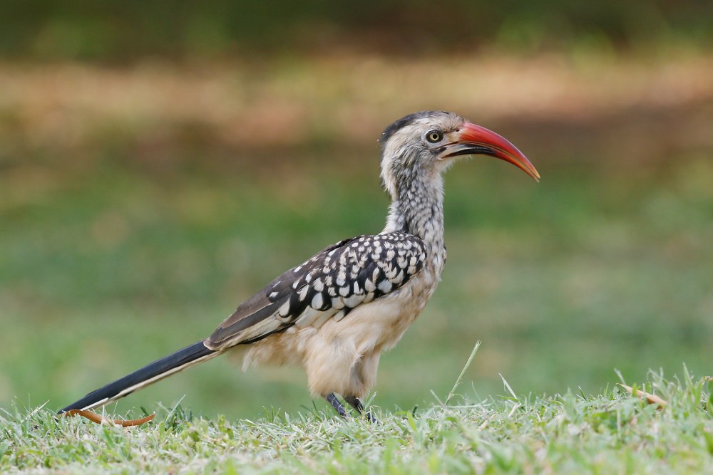 Red billed Hornbill