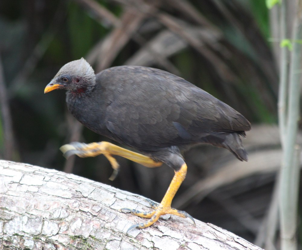 Megapodius Freycinet