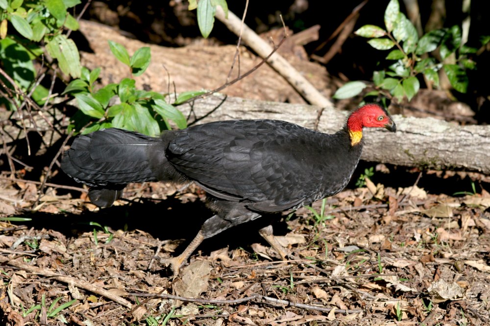 Megapodius Freycinet