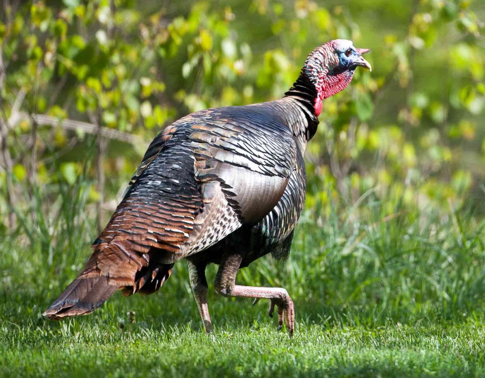 Meleagris gallopavo
