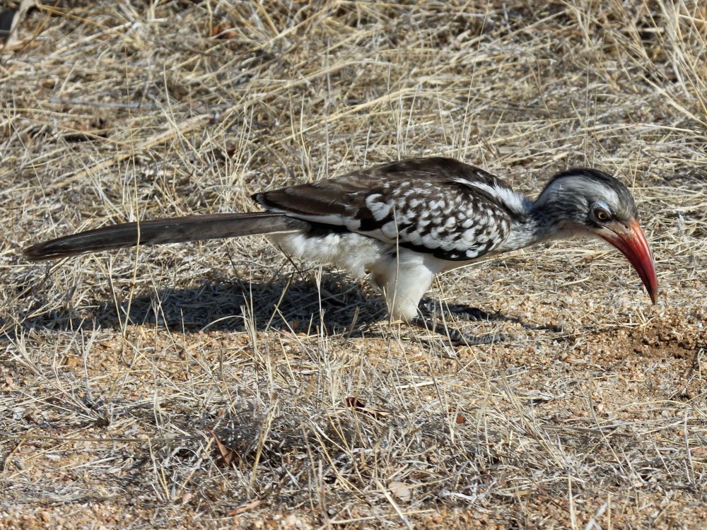 Red billed Hornbill