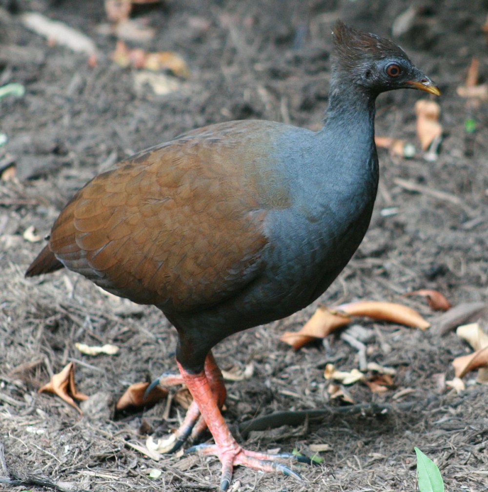 Megapodius Freycinet