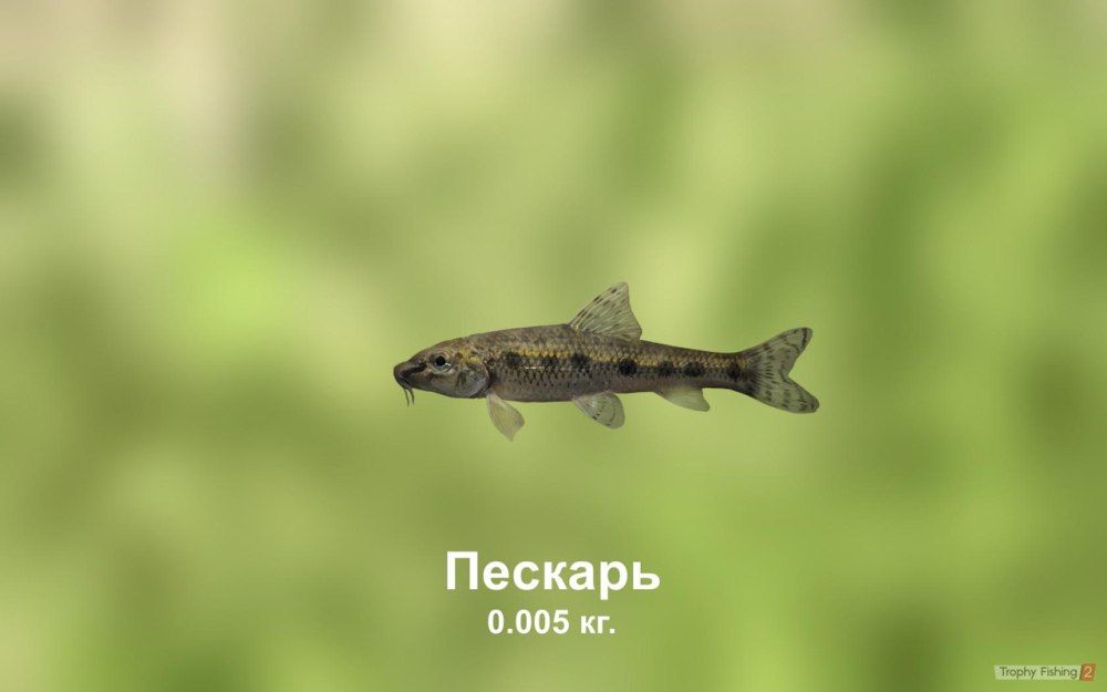 Терский пескарь