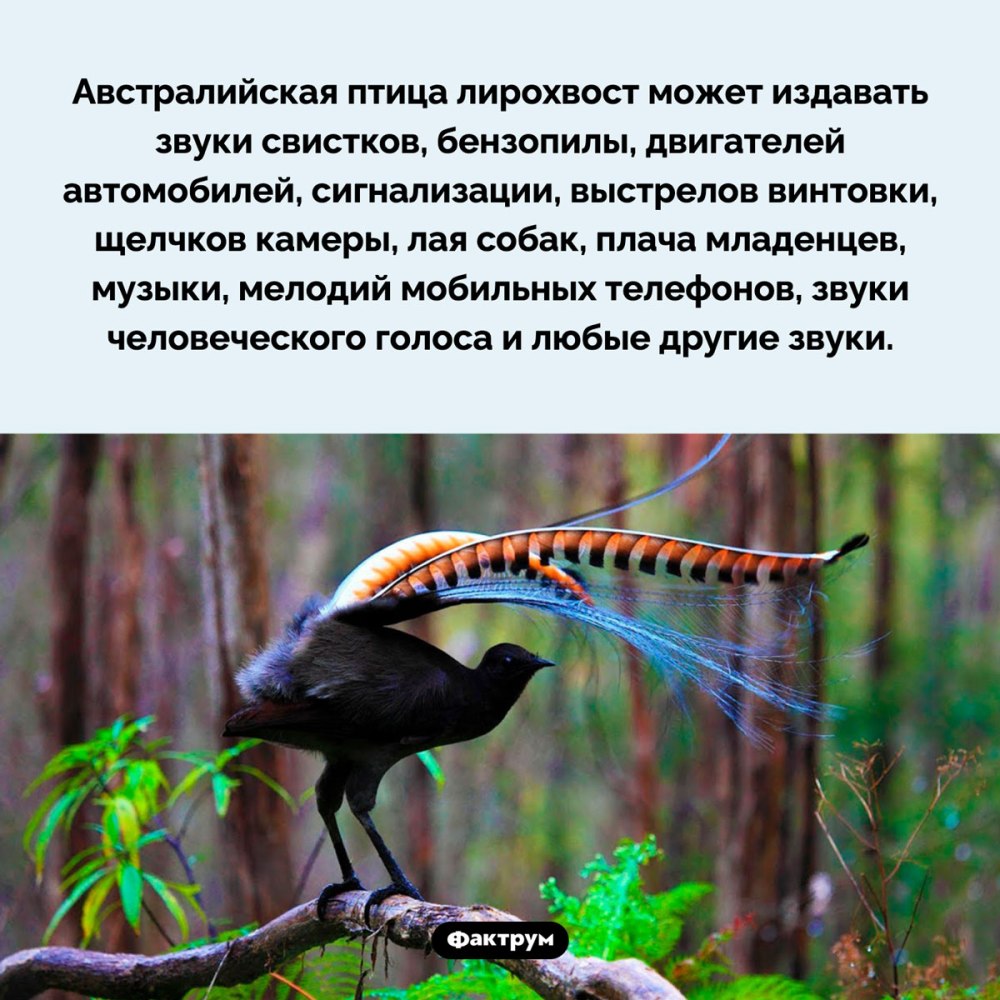 Сообщение о лирохвосте