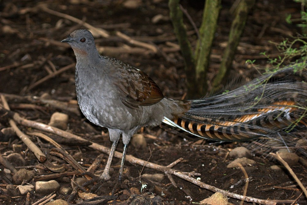 Menura novaehollandiae
