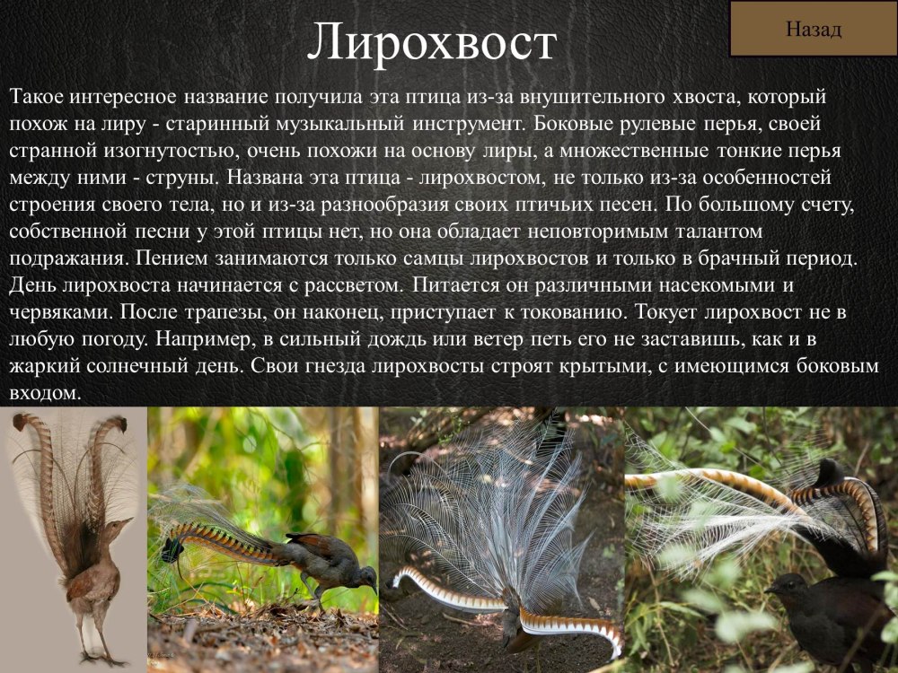 Лирохвост презентация
