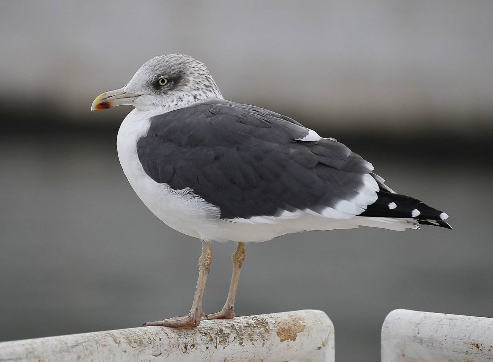 Larus fuscus