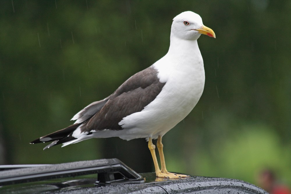 Клуша Larus fuscus