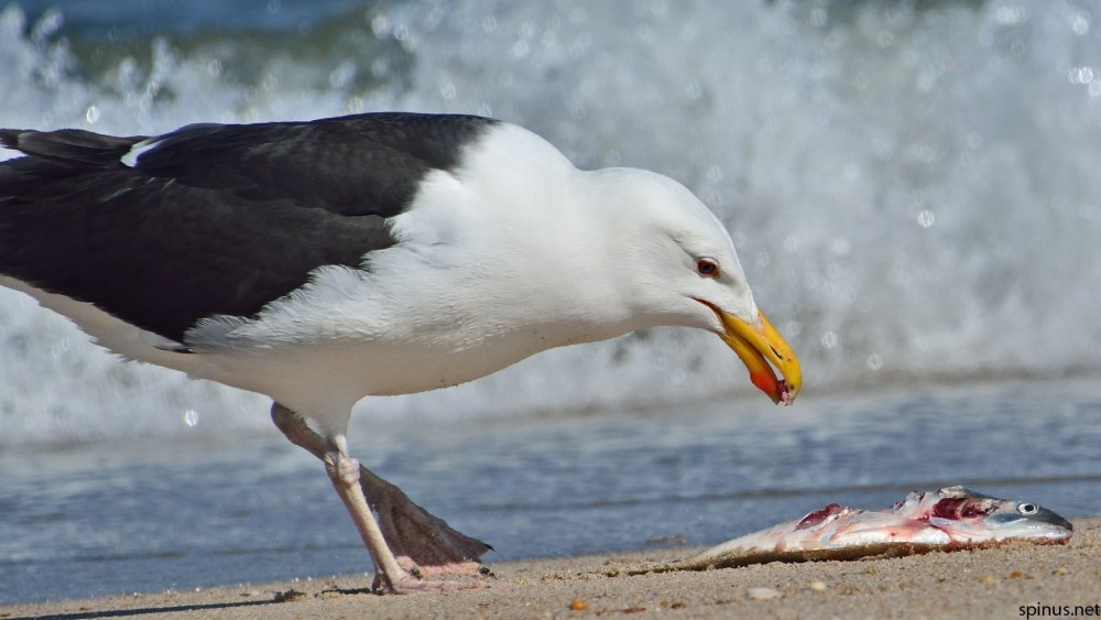 Морская Чайка Larus Marinus great Black-backed Gull
