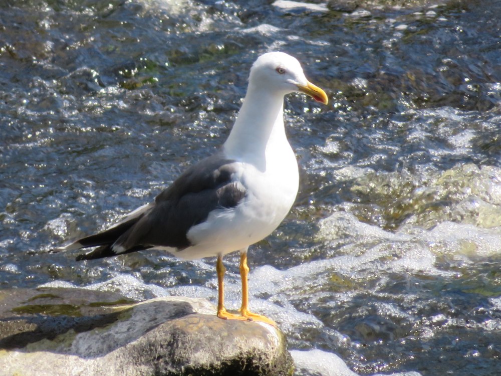 Клуша Larus fuscus
