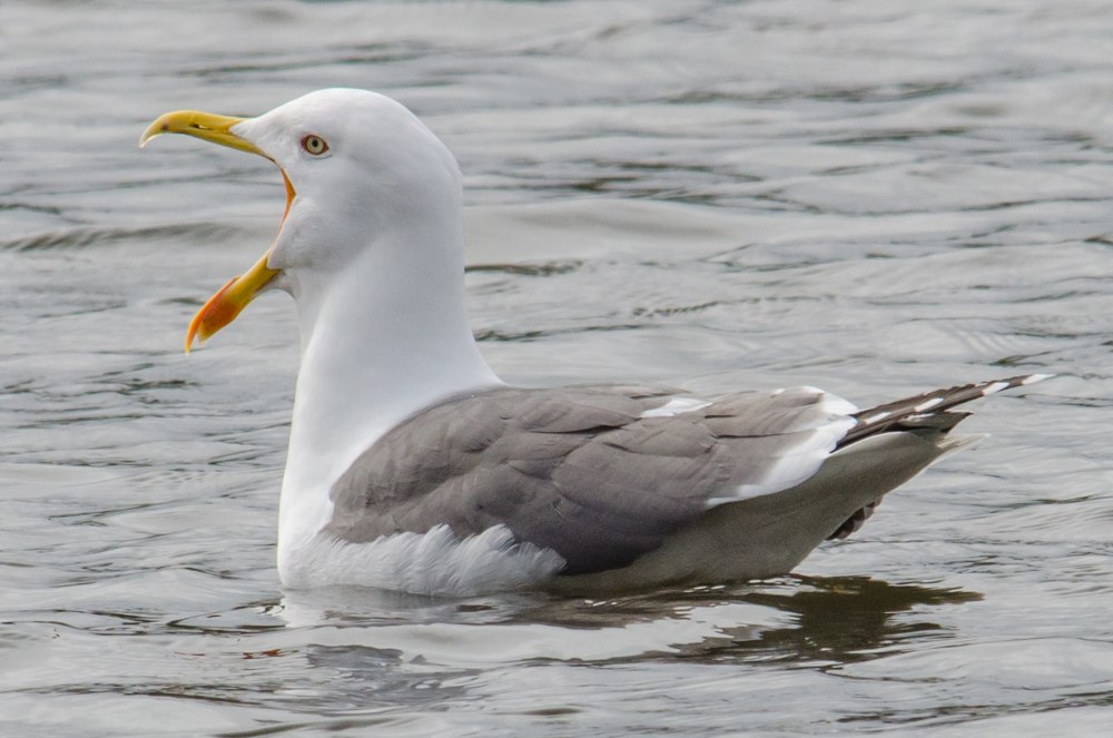 Клуша Larus fuscus