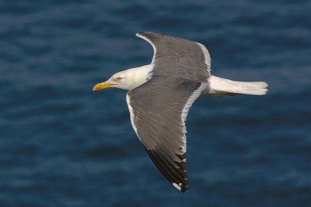 Larus fuscus