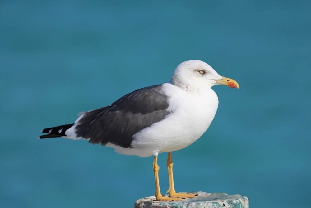 Larus fuscus