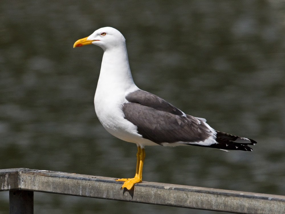 Bonaparte Gull
