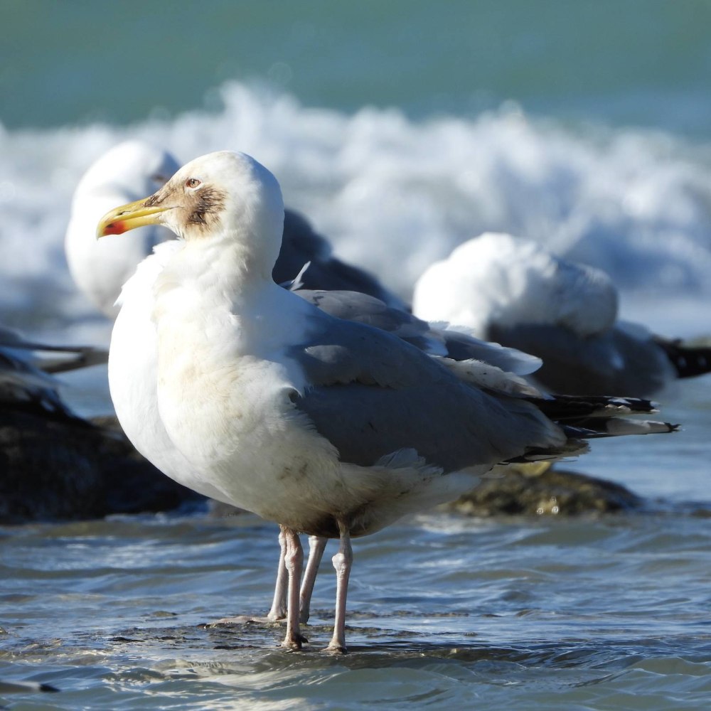 Larus cachinnans