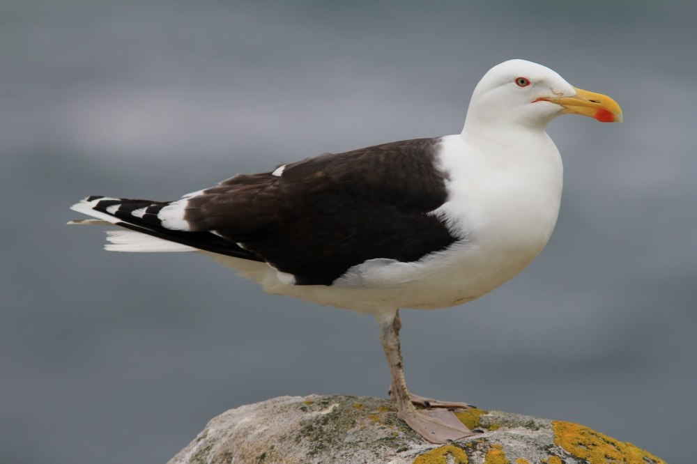 Great Black-backed Gull Larus Marinus
